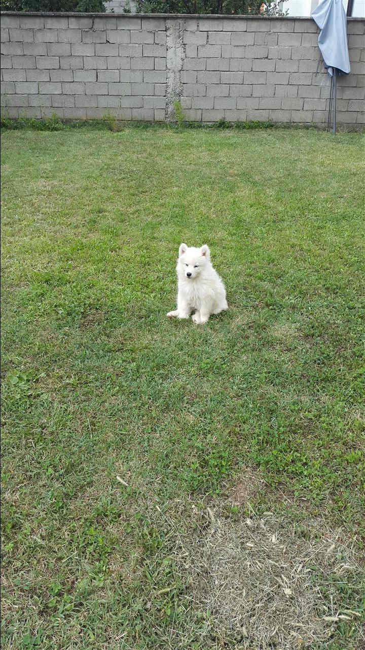 QEN-SAMOYED