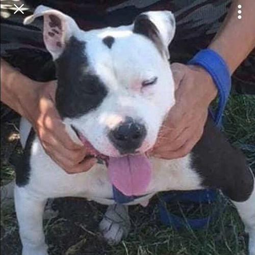 Pitbull
