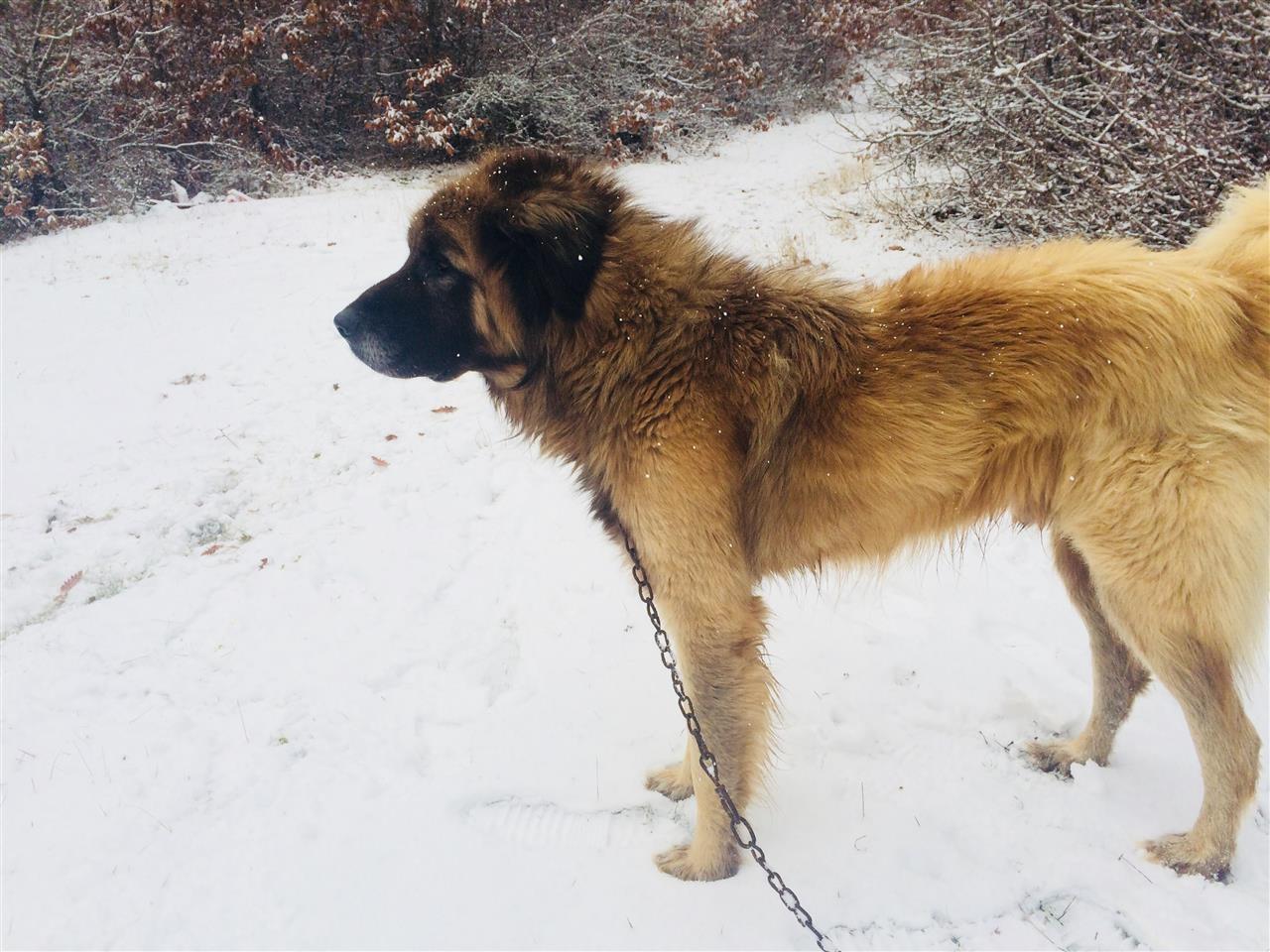 Karabash-