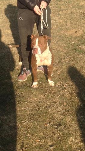 Pit bull
