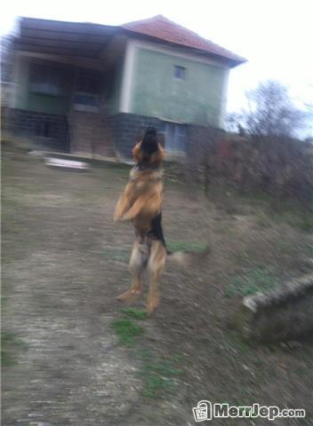 Qen