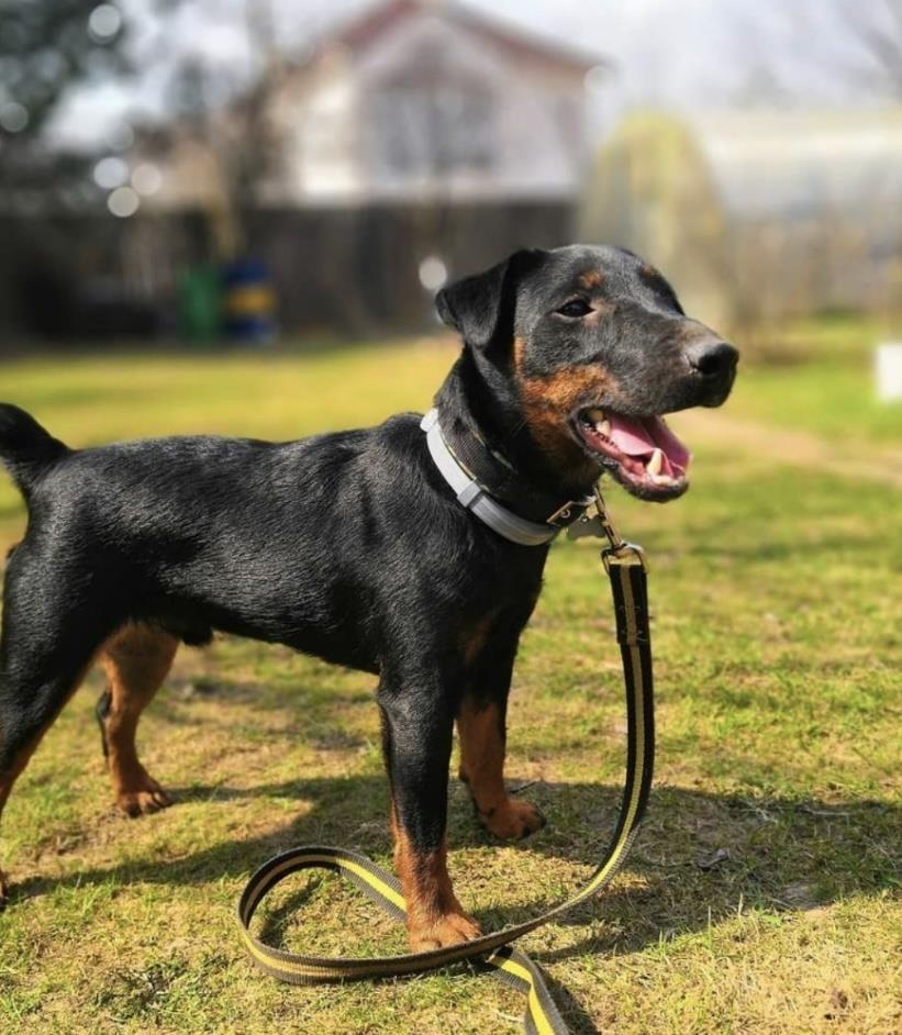 Terrier-Mashkull-9-Muj