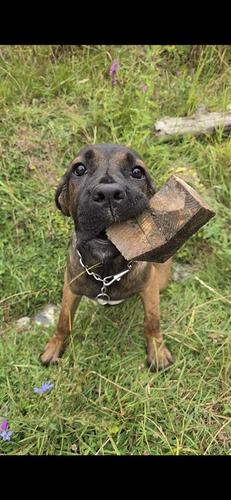 CaneCorso