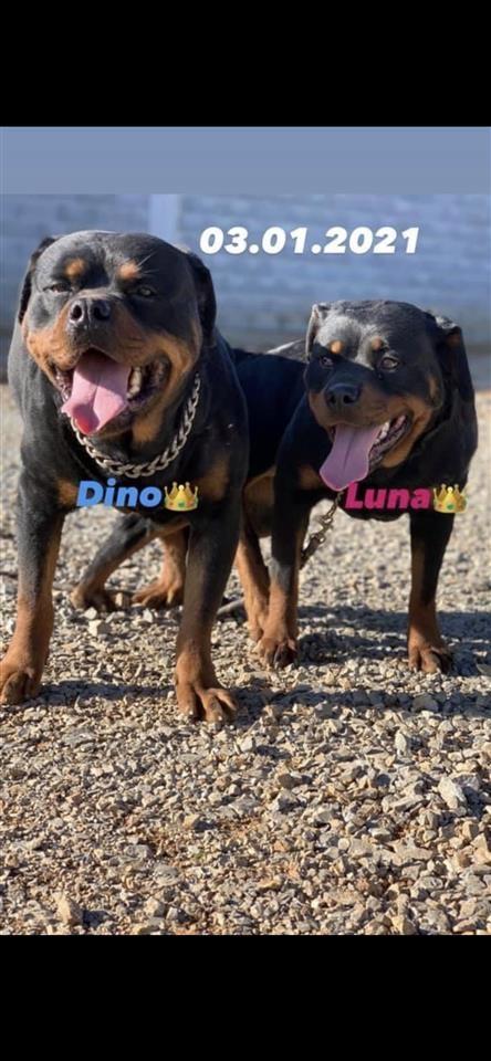 Rottweiler-puppy
