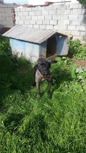 cane corso