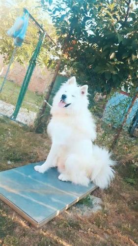  Hasky Samoyed