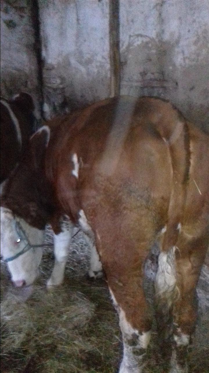 2-Mushtjerra