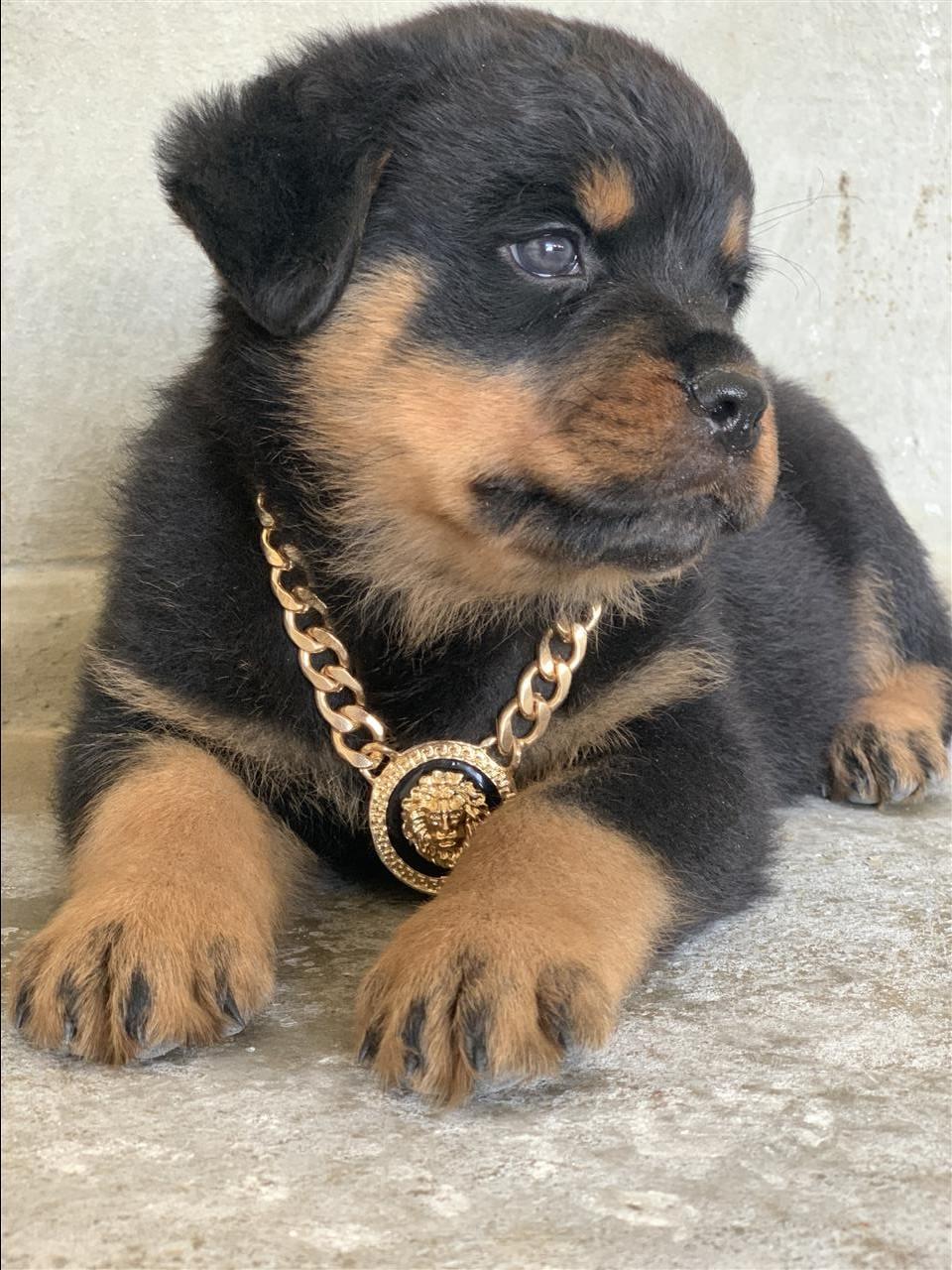 Rottweiler