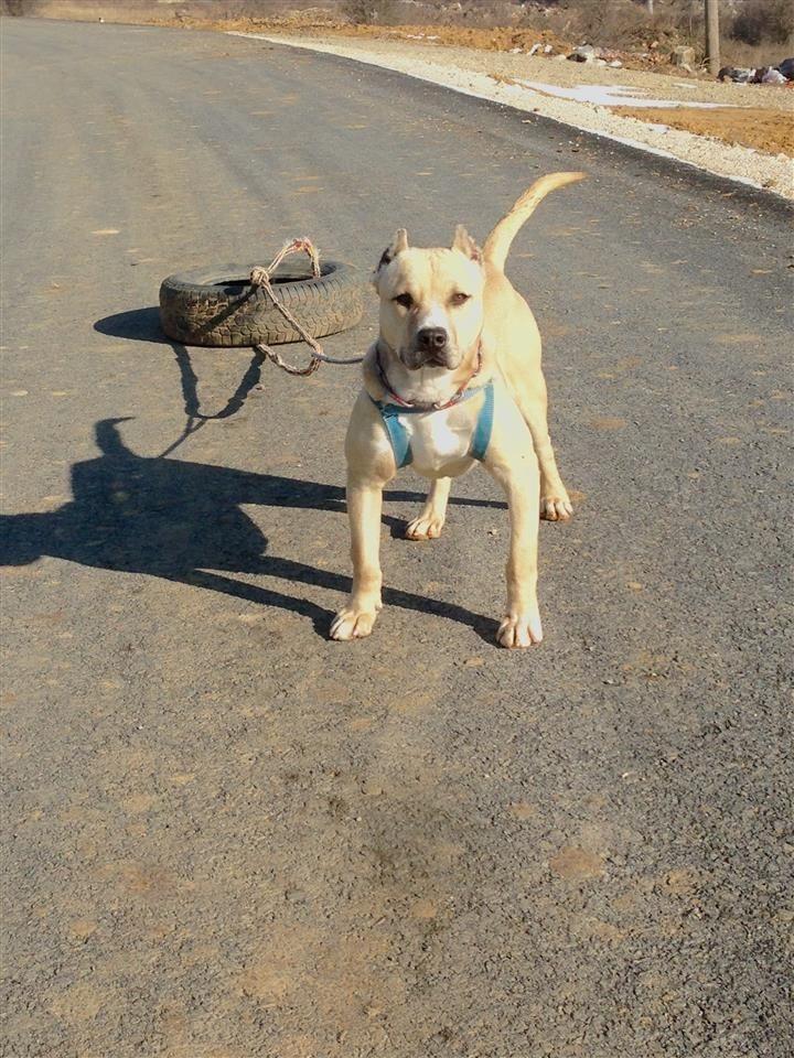 Pitbull
