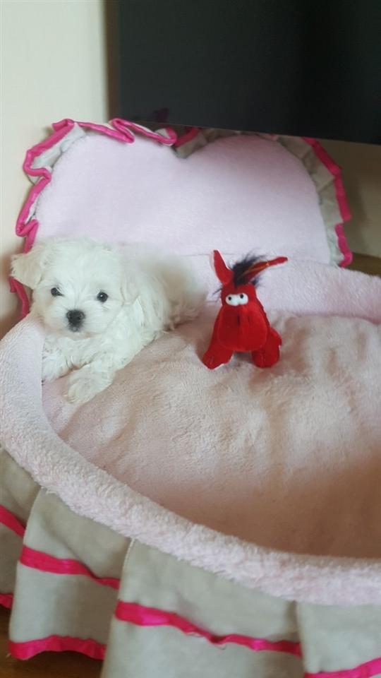 Këlyshët-Maltese