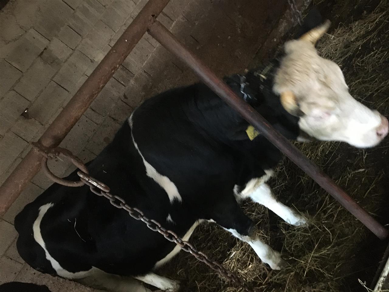 Shes-mshtjerren-