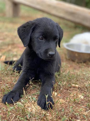 Labrador Retriver 