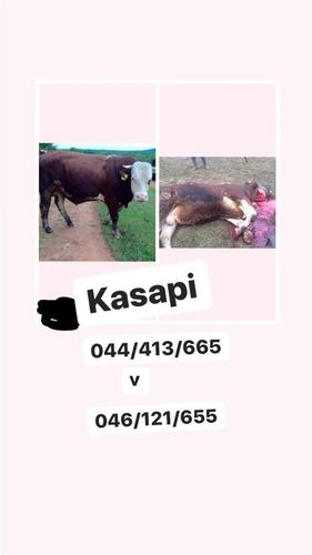 Kasapi