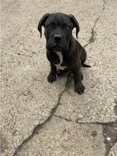 Cane corso