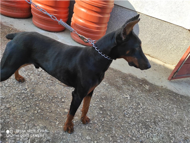 Doberman