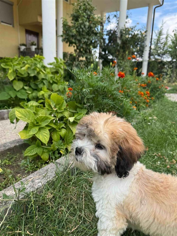 Shih-Tzu