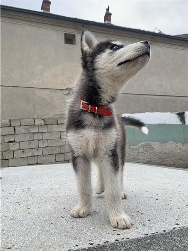 Husky 
