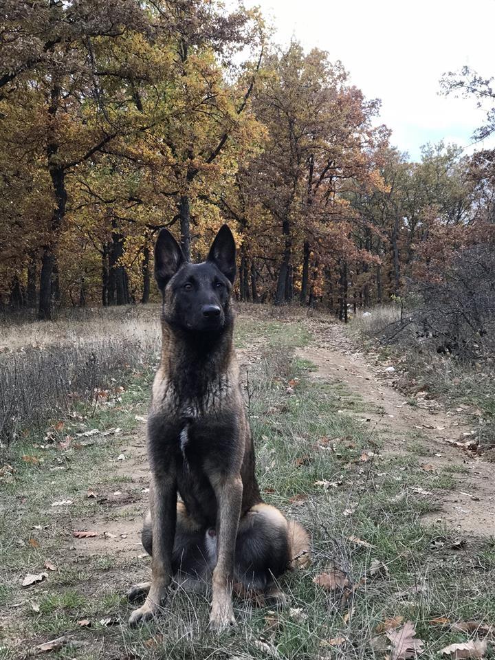 Malinois