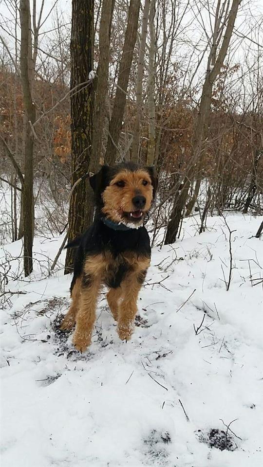 Terrierk