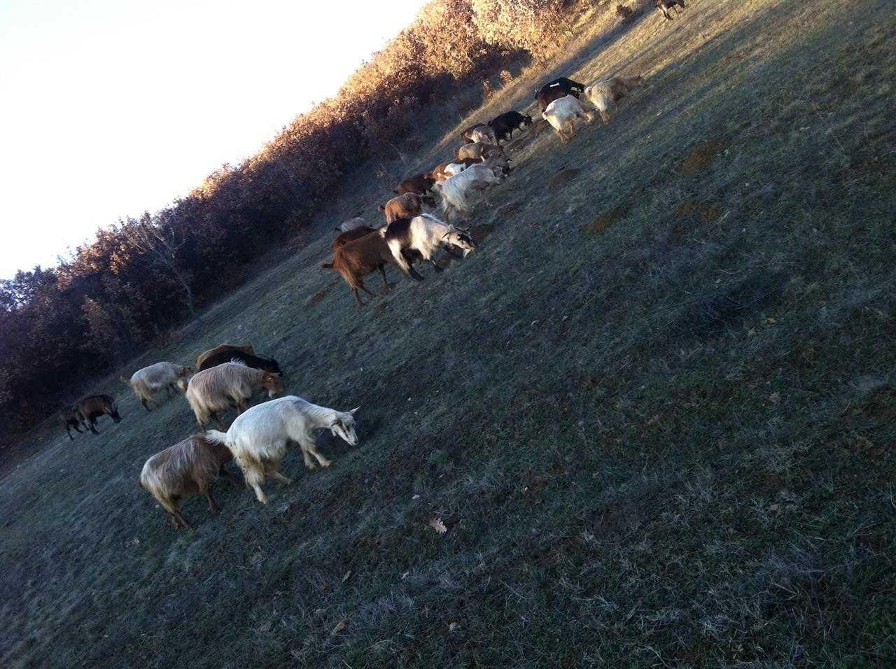 Shiten-Dhit