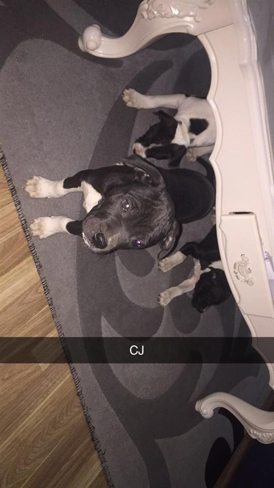 Pitbulla
