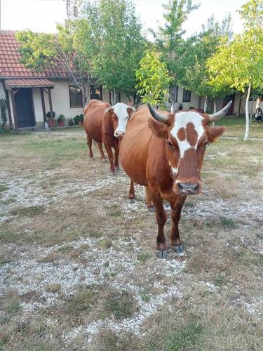 Lopë
