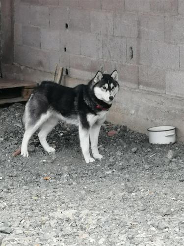 Haski