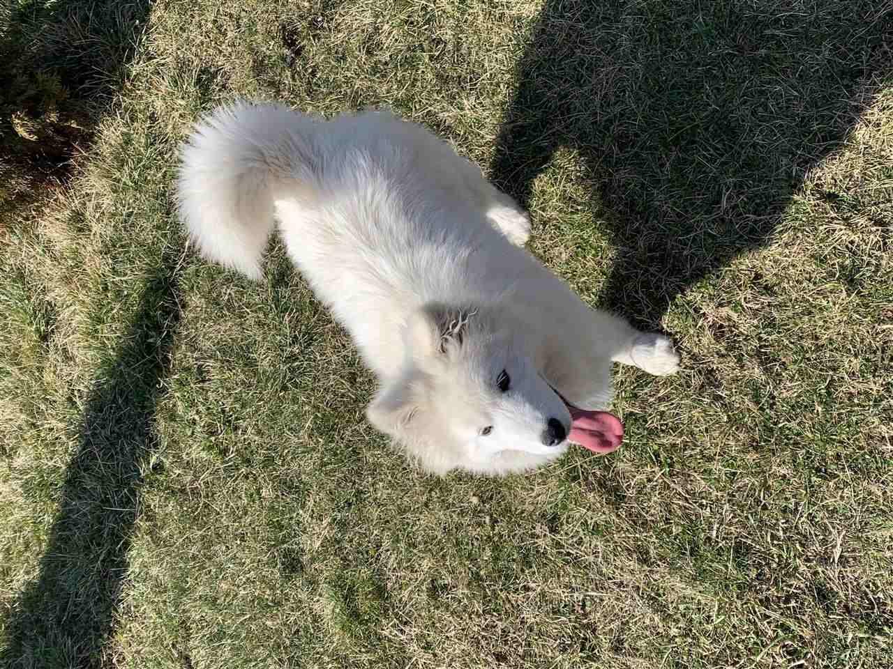 Samoyed