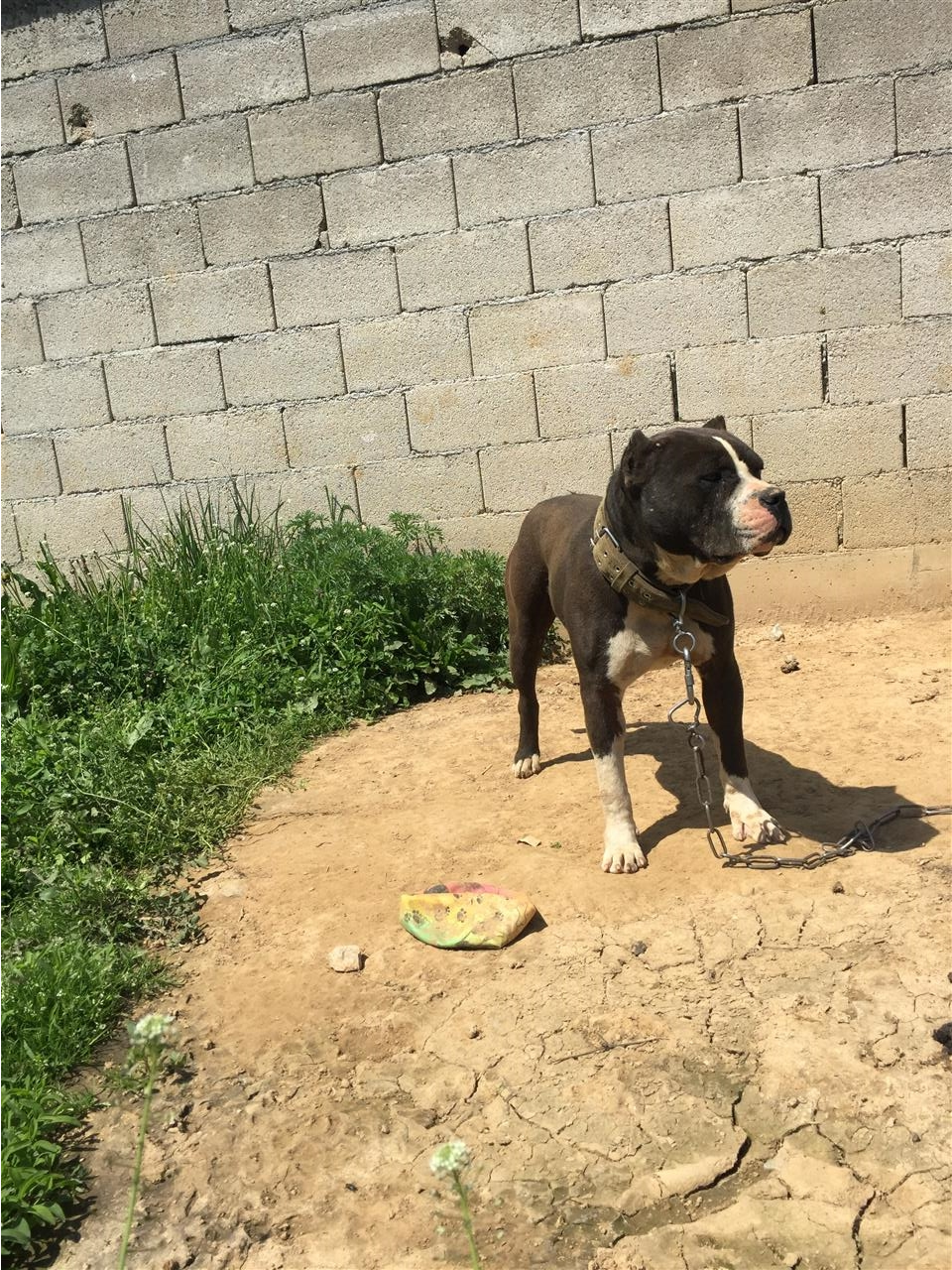 Pitbull