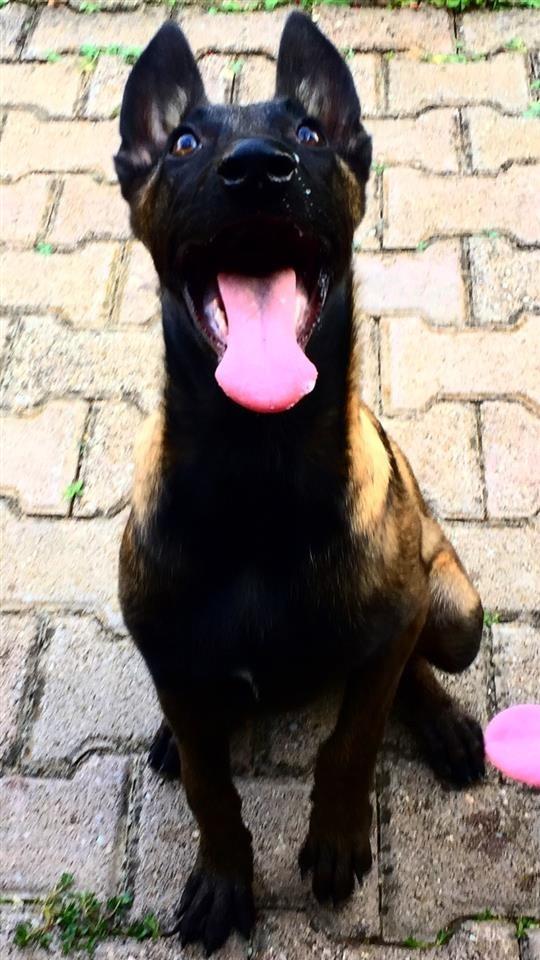Belgian-Malinois