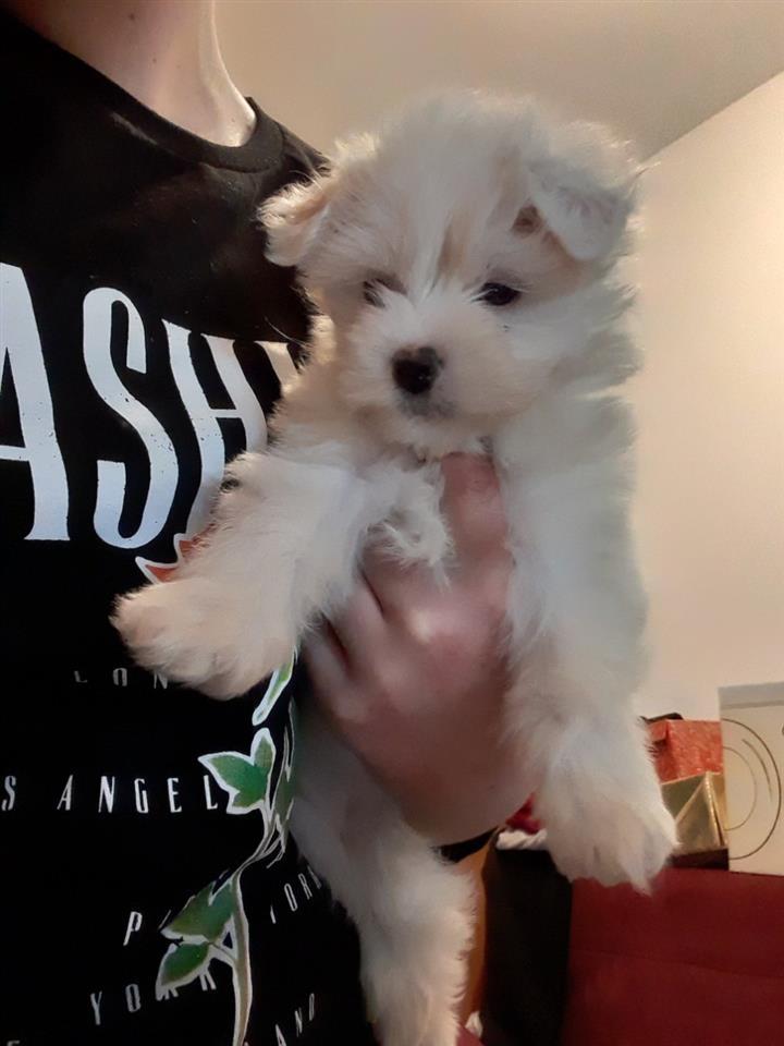Maltezer