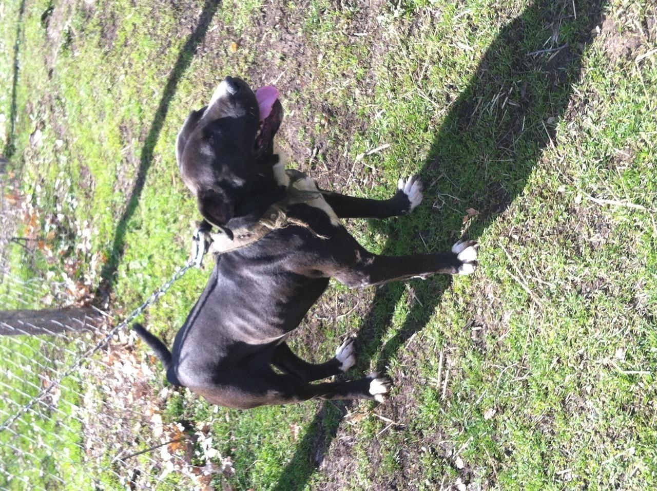 Shes-pitbullin