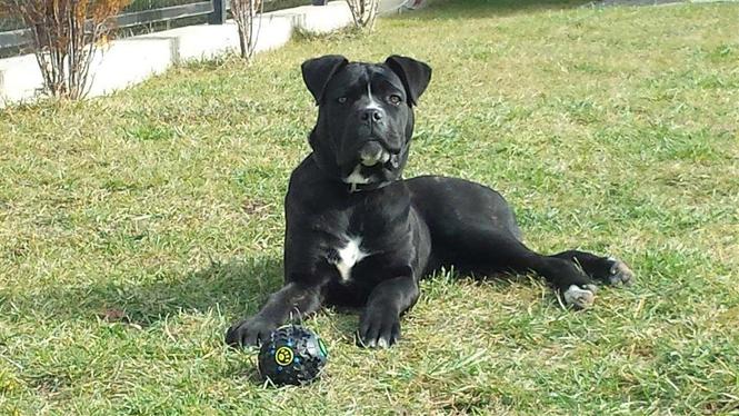 Shitet Cane Corso
