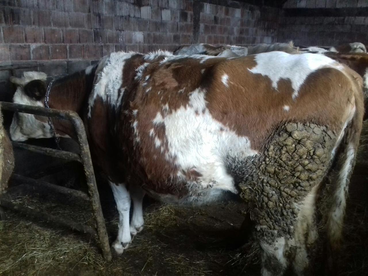 Lop-bars