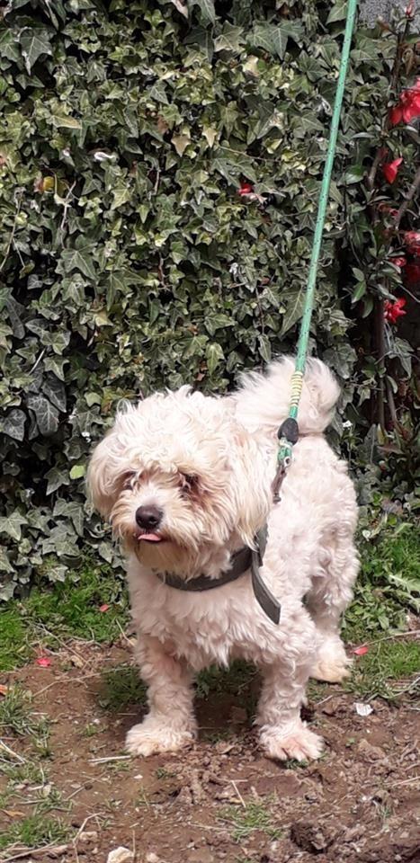 Maltezer