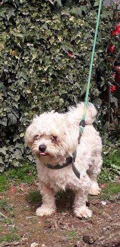 Maltezer