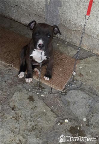 Pit-bull