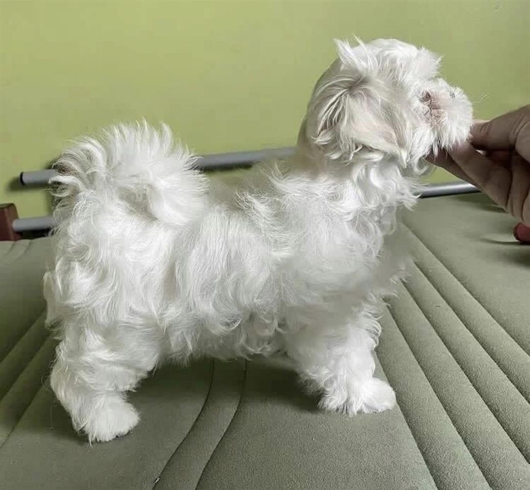 Maltezer