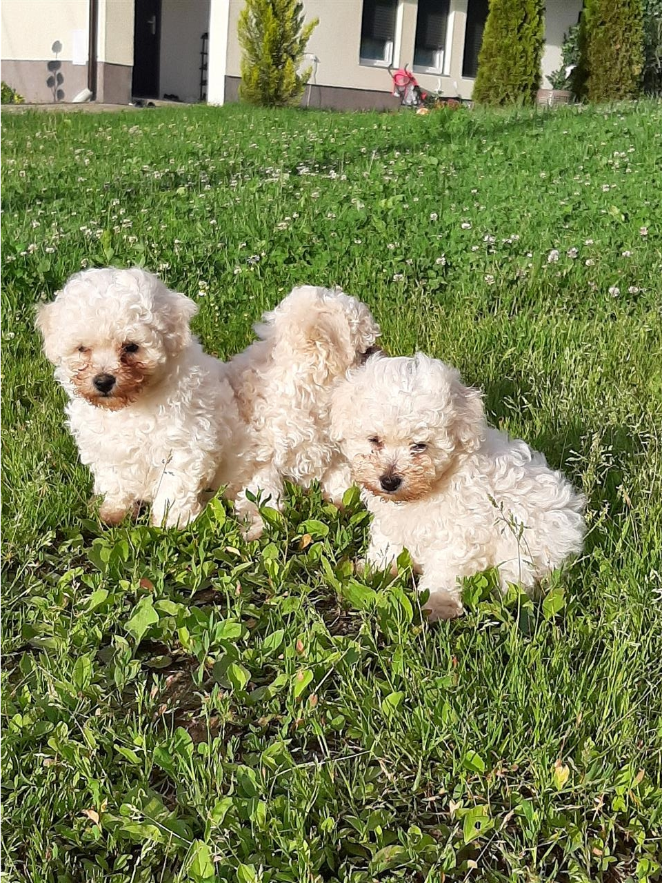 Bichon-