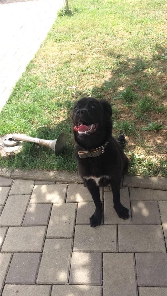 Cane-corse-e-perzier