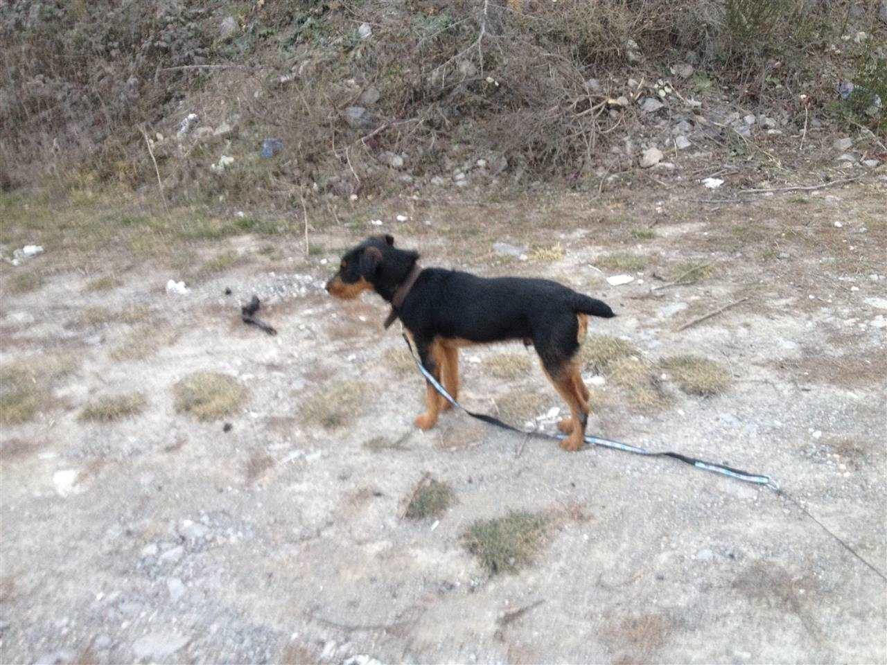 terrier