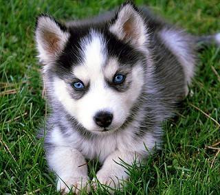 Hasky