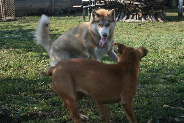 Shitet Husky