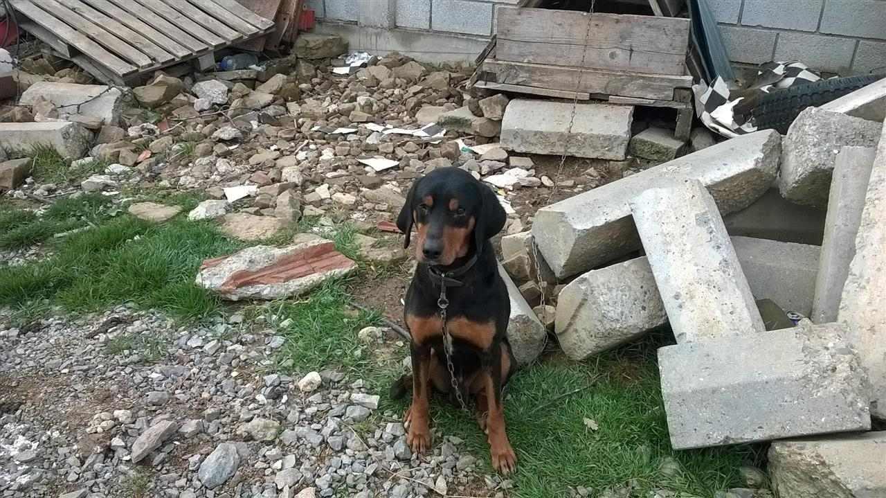 Zagari