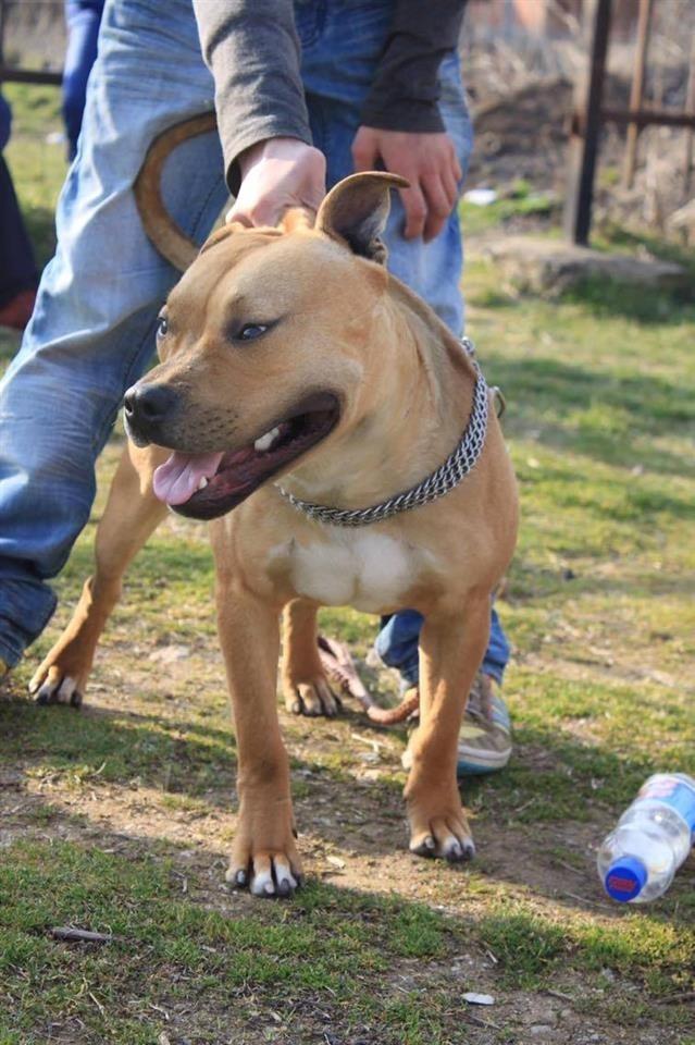 pitbull