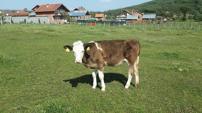 mshtjerr
