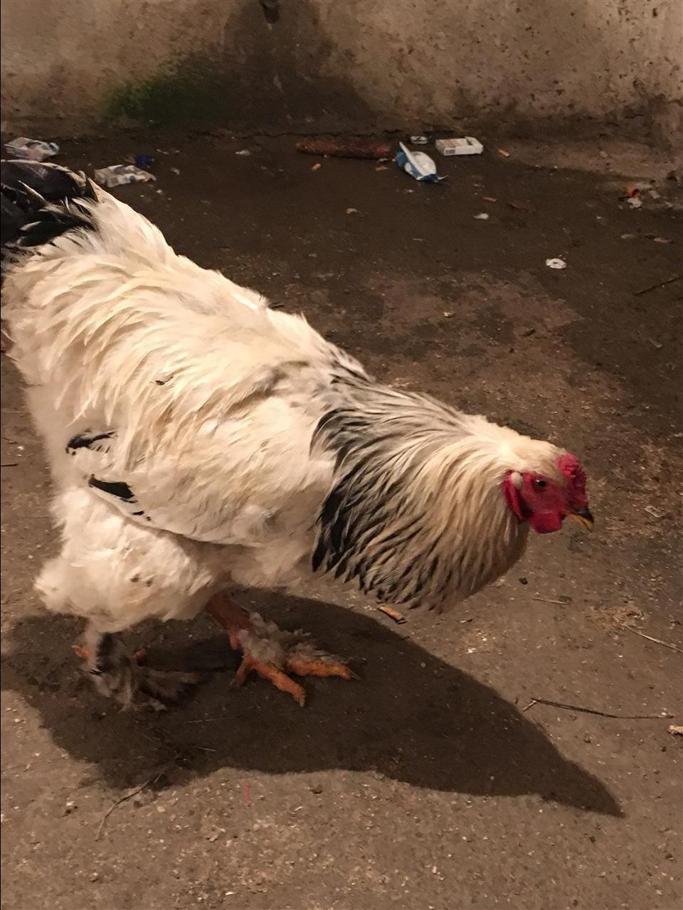 Brahama