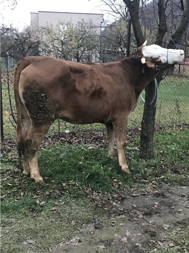 Shitet mshetjerrra per mish