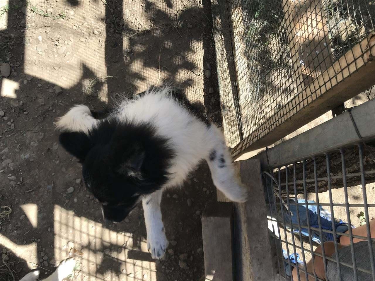 Mini-spitz