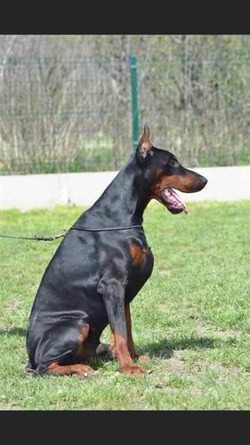 Doberman